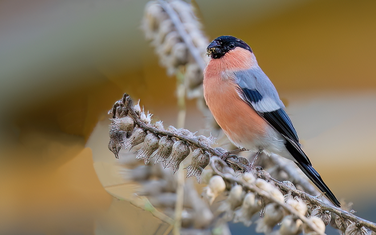 Eurasian Bullfinch — Ana fotoğraf